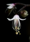 Tiarella trifoliata - Foam Flower 4525